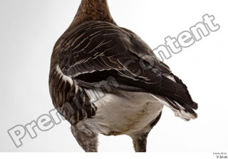 Greater white-fronted goose Anser albifrons back tail 0002.jpg